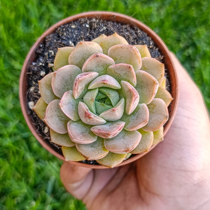 Echeveria roman