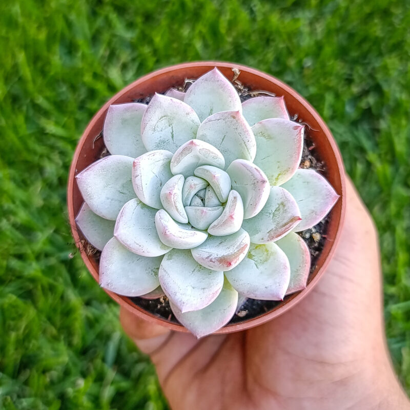 Echeveria werther