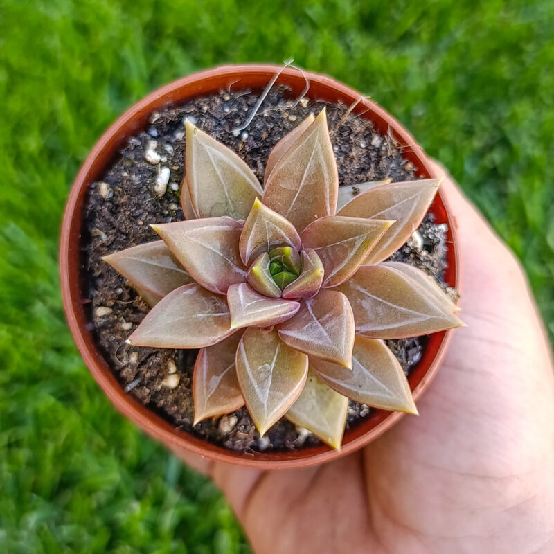 Echeveria danika