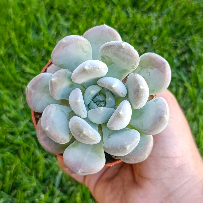 pachyveria corvus