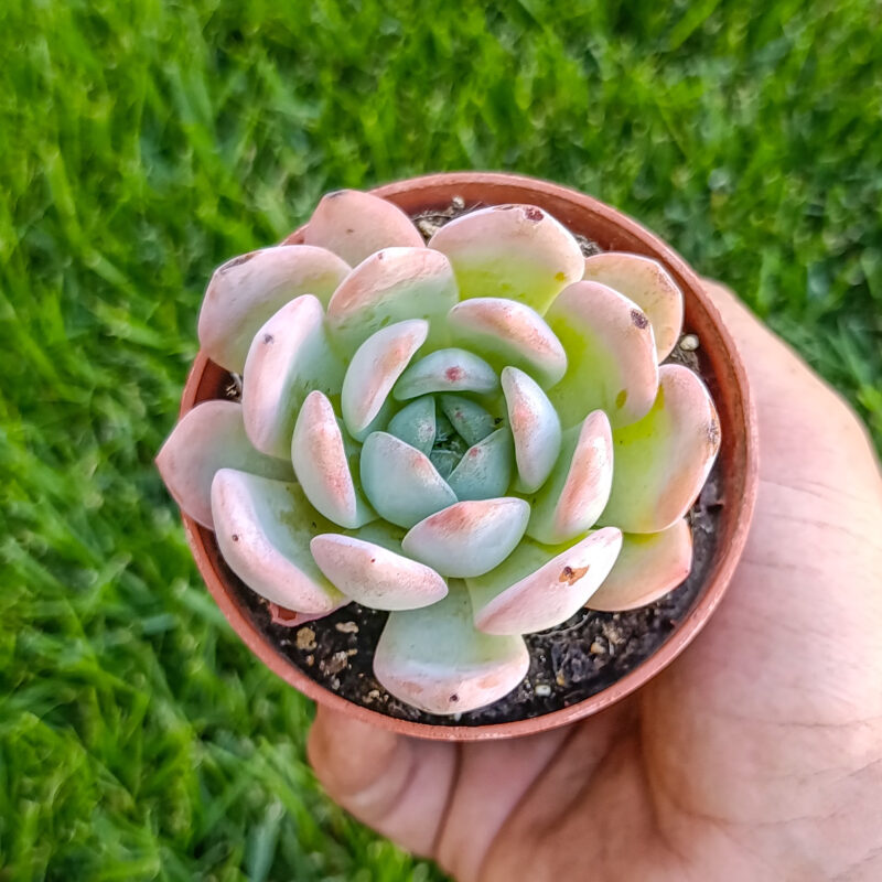 Echeveria starmark