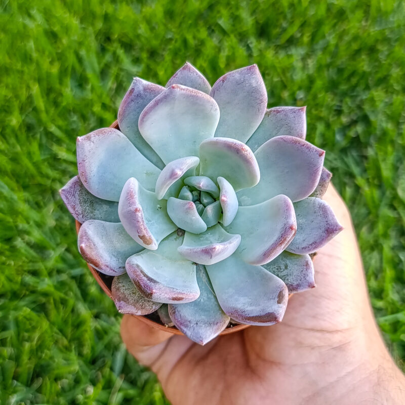 Echeveria oceania