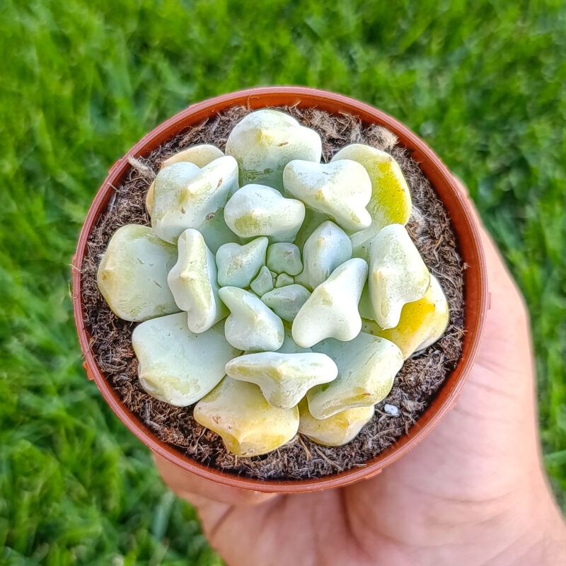 Echeveria cream puff