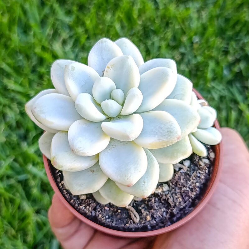 Sedum clavatum variegata