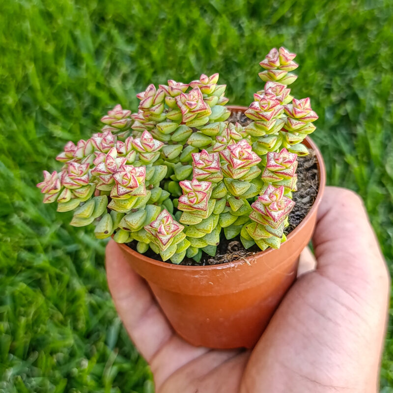 Crassula rupestris