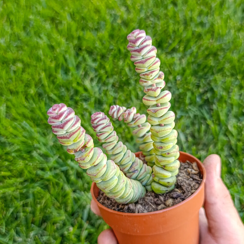 Crassula marnieriana
