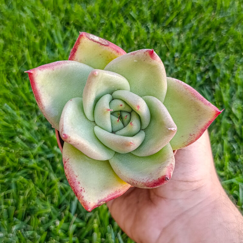 Echeveria agavoides