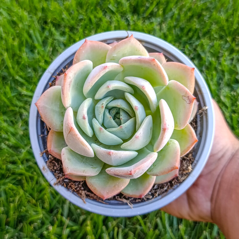 Echeveria salmon