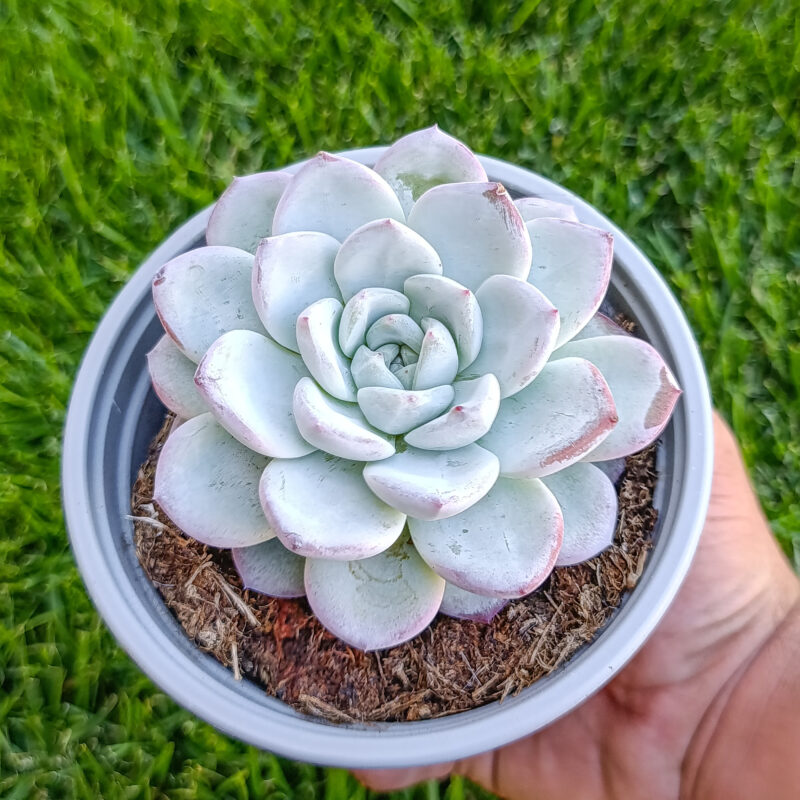 Echeveria werther
