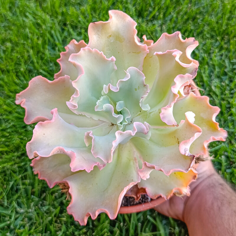 Echeveria curls