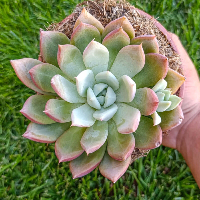 Echeveria afrodita