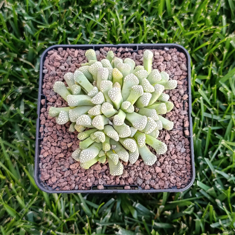 Titanopsis schwantesii