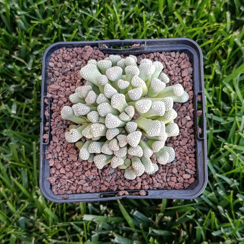 Titanopsis