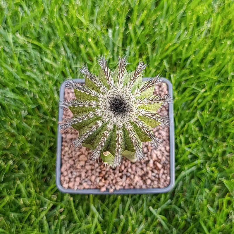Uebelmannia pectinifera injertada