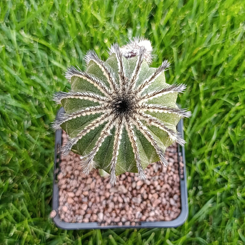 Uebelmannia