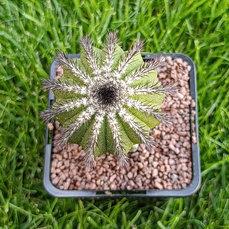 Uebelmannia pectinifera injertada