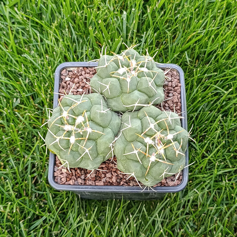 Thelocactus
