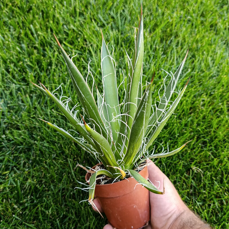 Agave filifera
