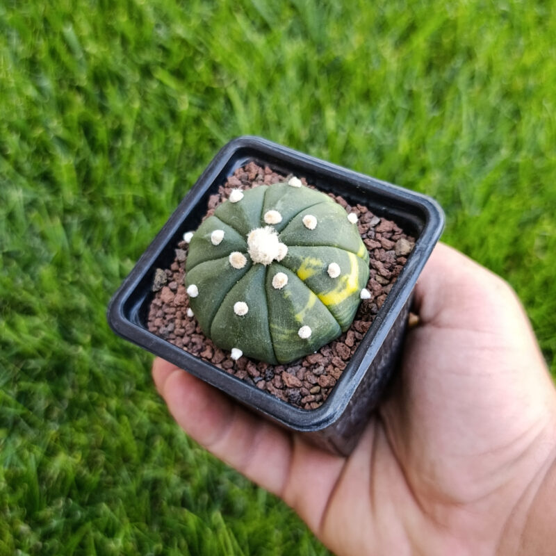 Astrophytum asterias variegata