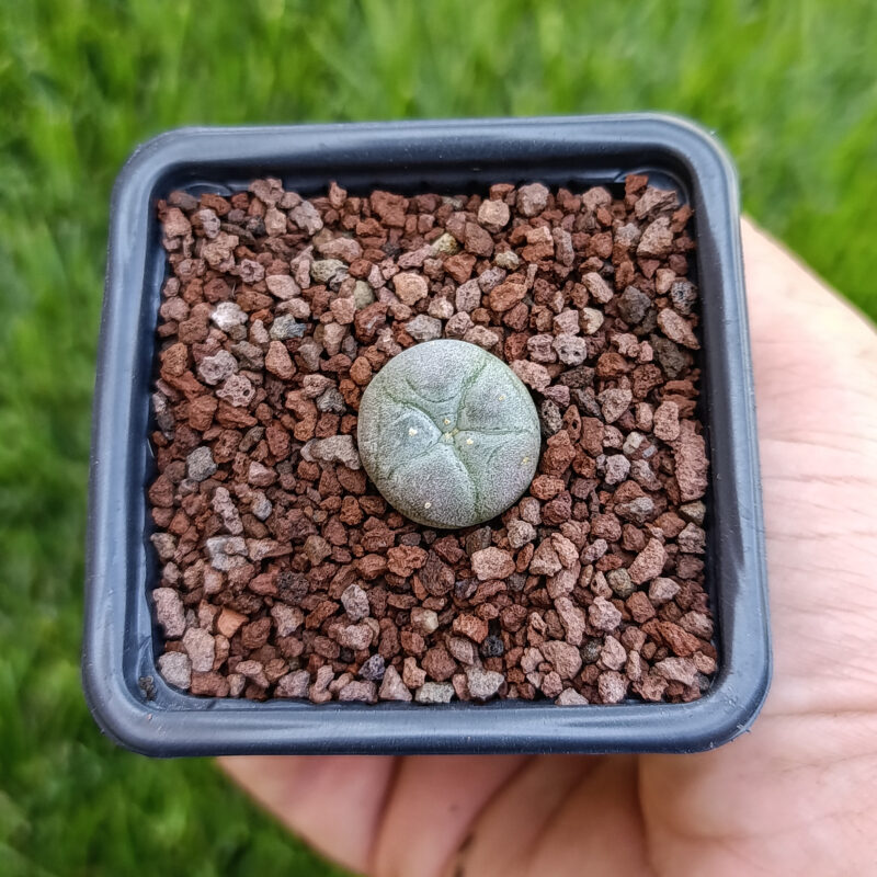 Lophophora williamsii 02