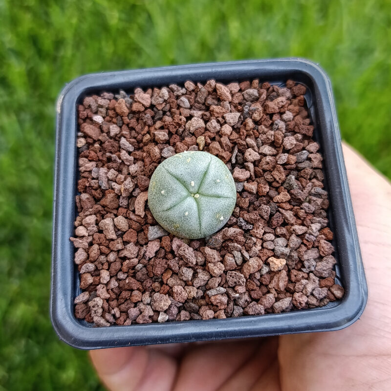 Lophophora williamsii 03