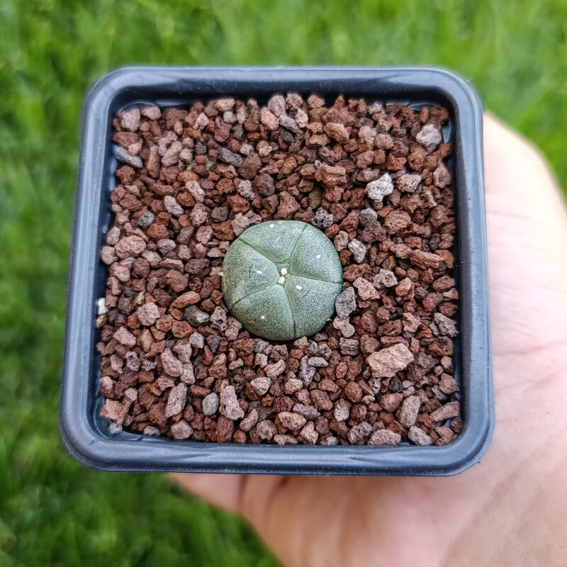 Lophophora williamsii 04