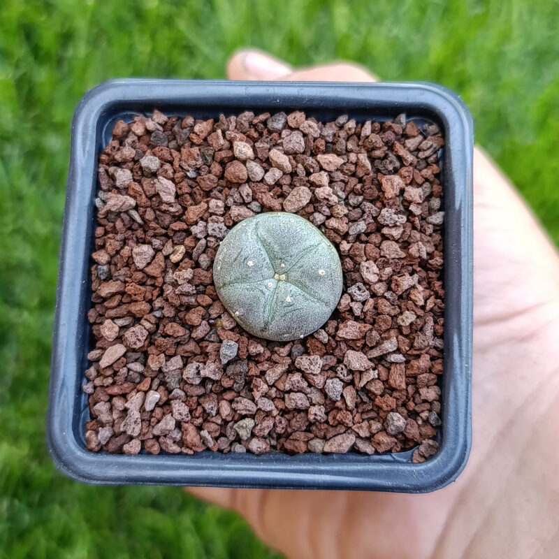 Lophophora williamsii 05
