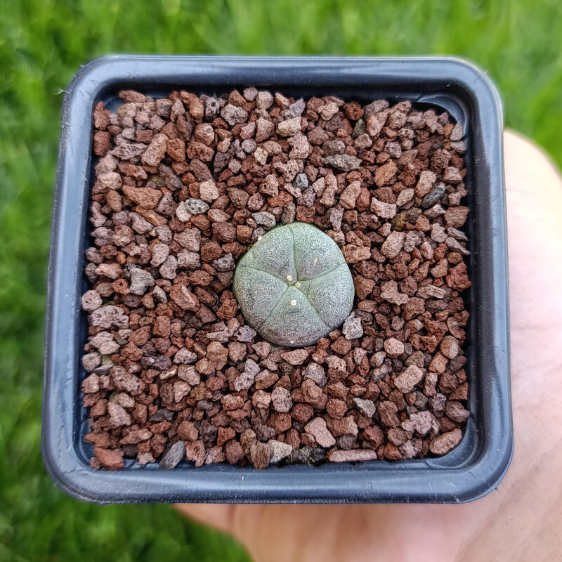 Lophophora williamsii 09