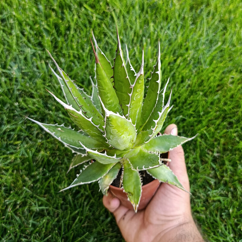 Agave horrida