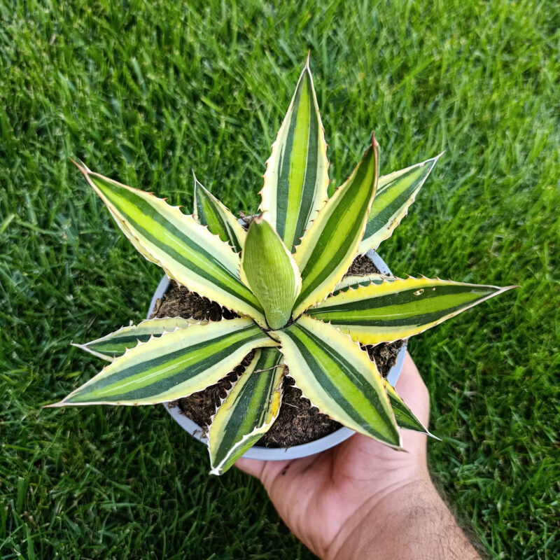 Agave