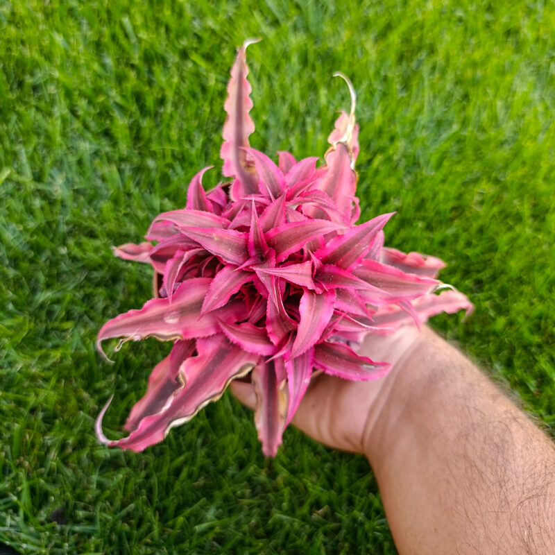 cryptanthus
