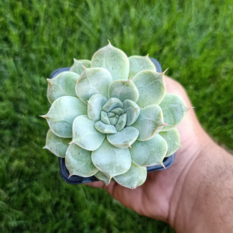 Echeveria oblivion nigth