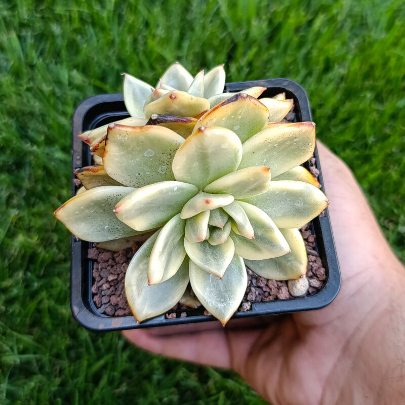 Echeveria azure variegata