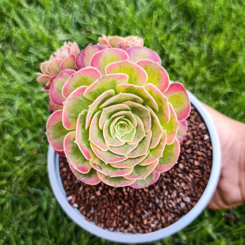 Aeonium pink witch