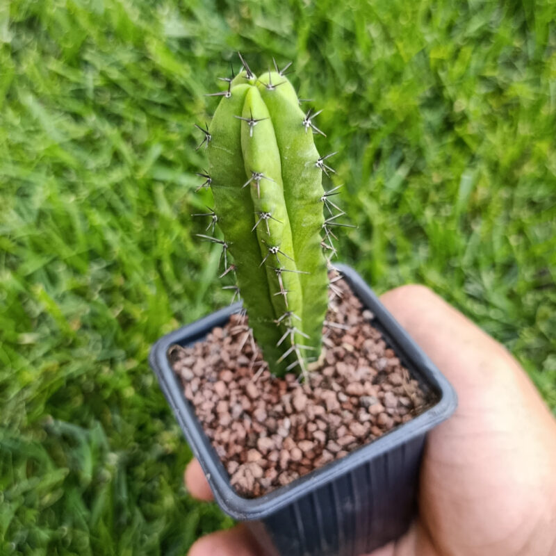 Polaskia