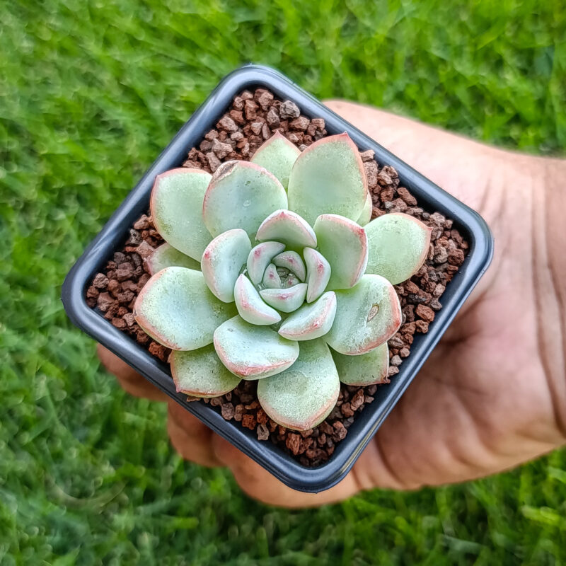 Echeveria amabeier