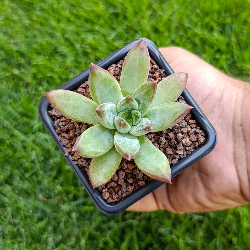 pachyphytum compactum x echeveria colorata