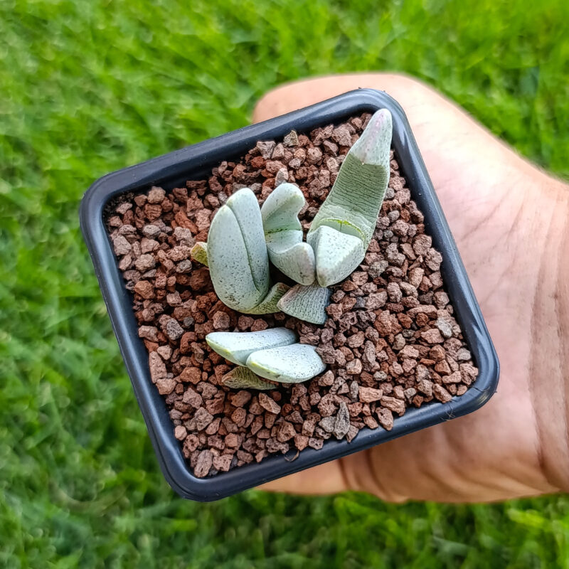 Cheiridopsis pillansii
