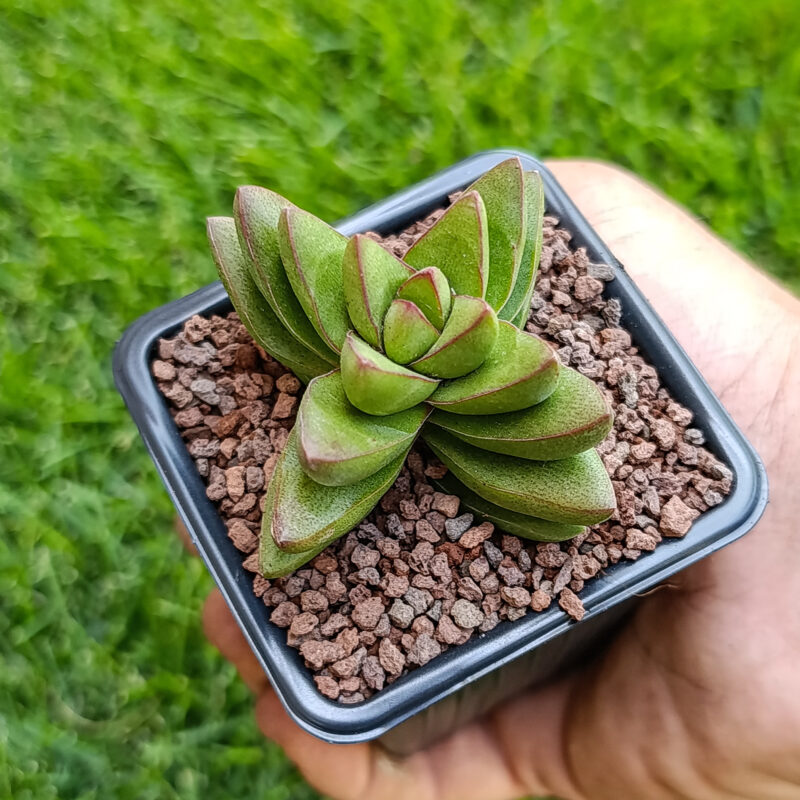 Crassula ben