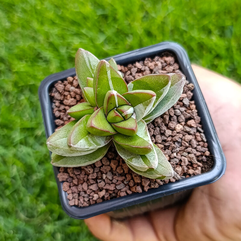 Crassula ben moon variegata