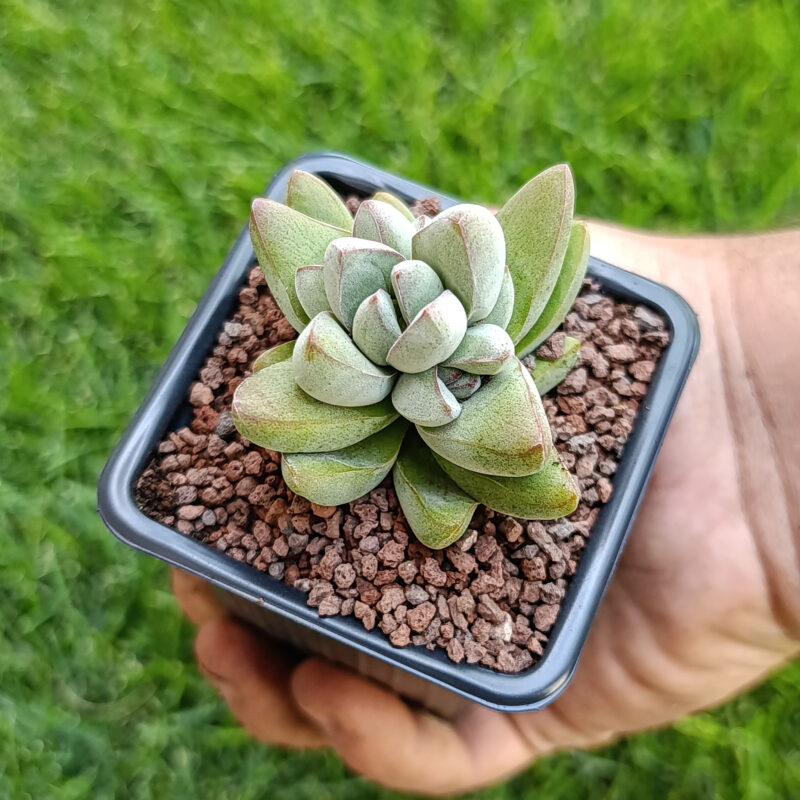 Crassula ben moon
