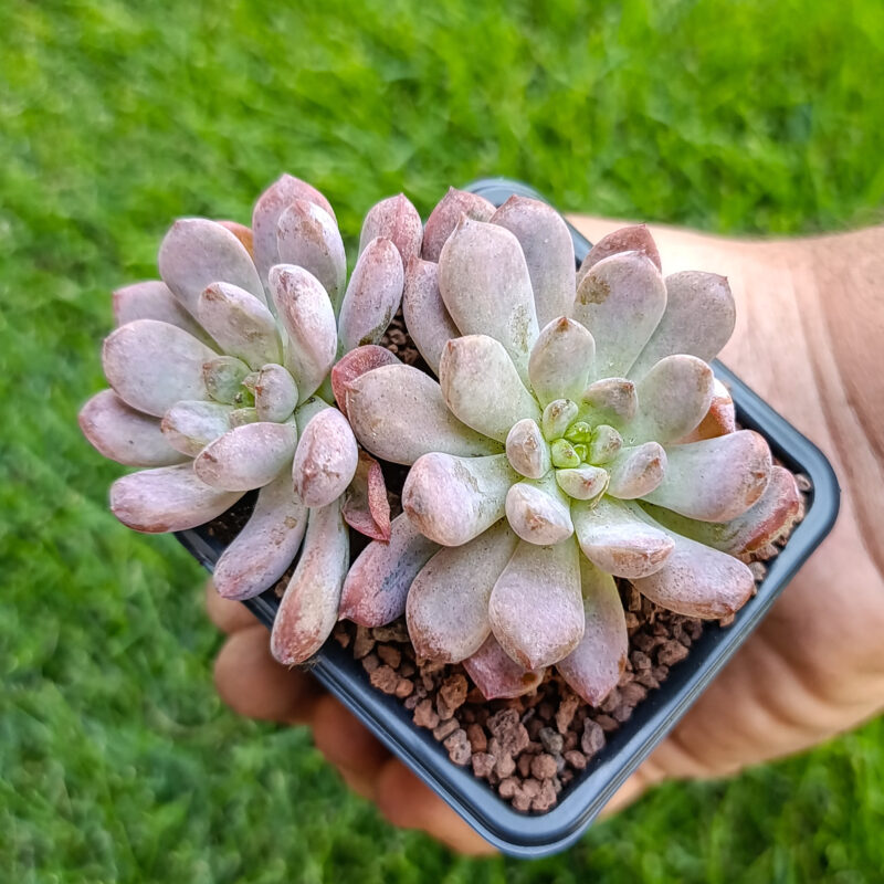 Graptoveria black raccoon