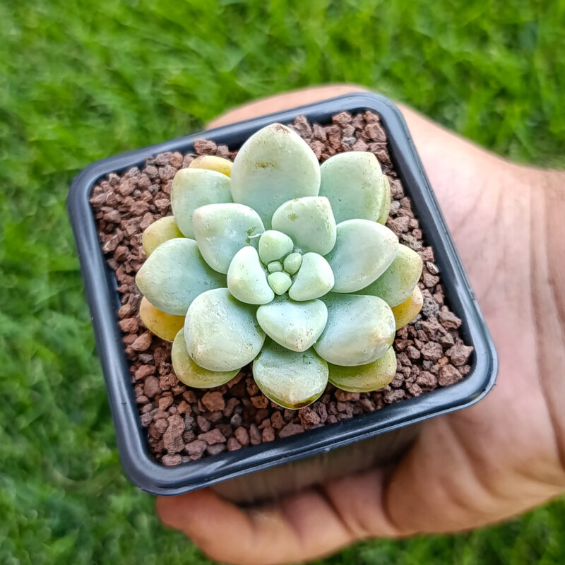 Graptopetalum ellen