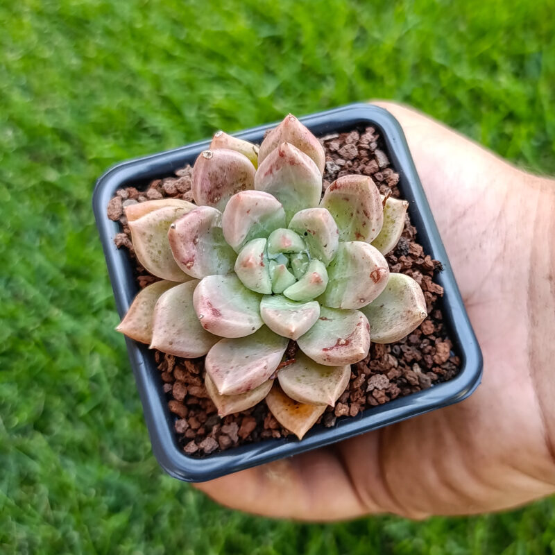 Graptoveria melody