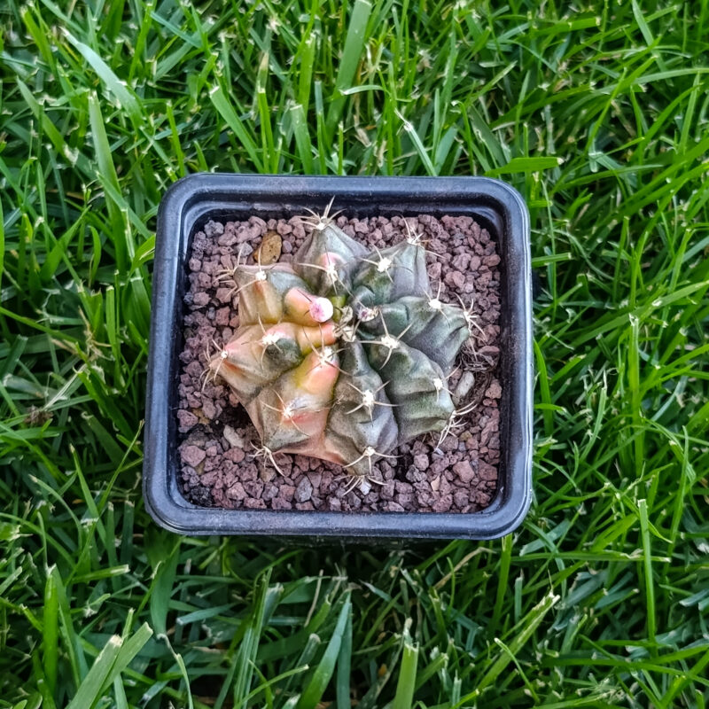 gymnocalycium variegata