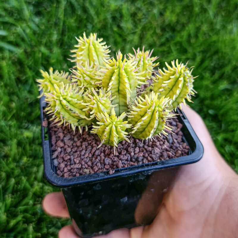 Euphorbia aggregata variegata