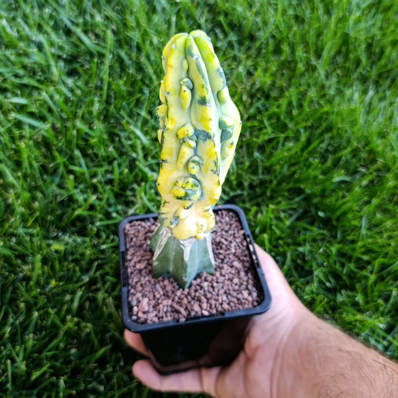 Myrtillocactus