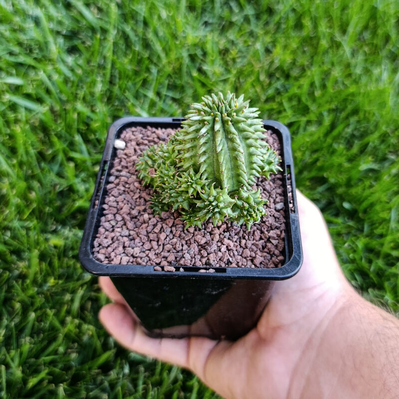 Euphorbia susannae