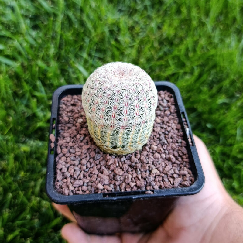 Echinocereus rigidissimus albispinus