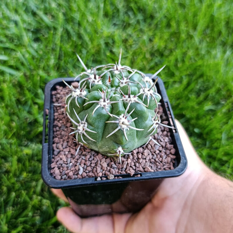 Gymnocalycium mostii